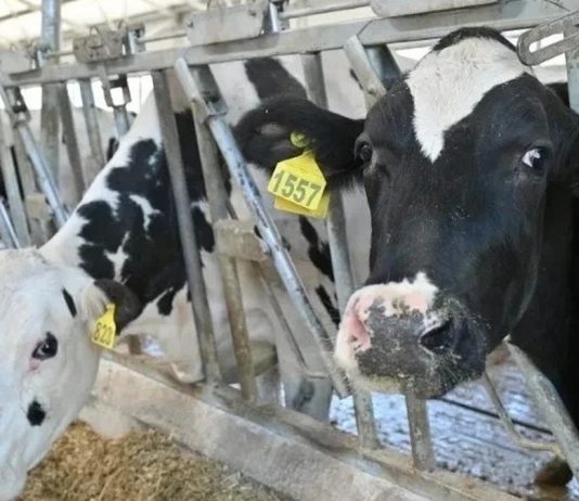 Рязанская область получит дополнительно почти три миллиона рублей на развитие племенного животноводства