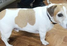 В Рыбновском районе за 2025 год привили более двух тысяч кошек и собак