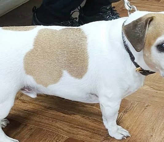 В Рыбновском районе за 2025 год привили более двух тысяч кошек и собак