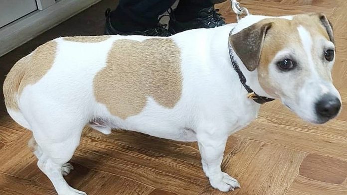 рыбное_собака_06.02.26